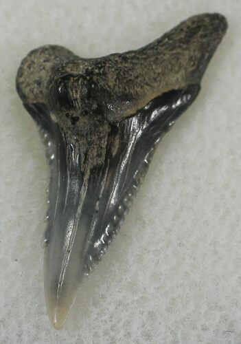 Hemipristis Shark Tooth Fossil - Virginia #25695